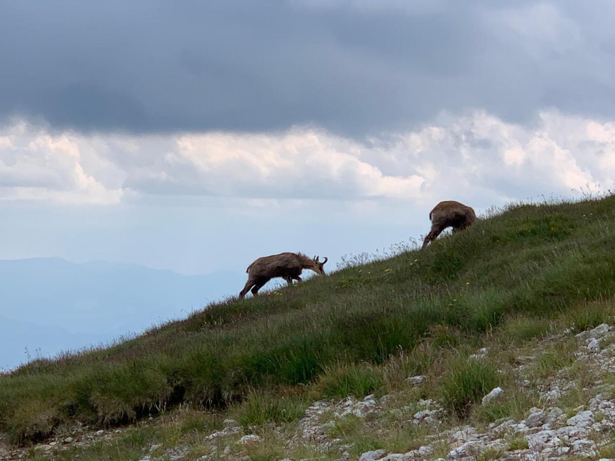 Dom Wypoczynkowy I Apartamenty "Nabucco" Z Widokiem Na Giewont I Gory Zakopane Eksteriør bilde